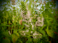 18590 / Mentha arvensis var. piperascens